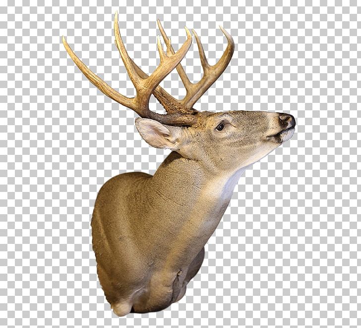 Elk White-tailed Deer Moose Antler PNG, Clipart,  Free PNG Download