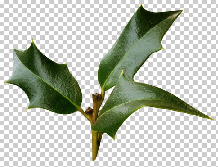 Ilex Crenata Ilex Cornuta Plant Material Christmas PNG, Clipart, Advent Wreath, Aquifoliaceae, Branch, Chai, Christmas Free PNG Download
