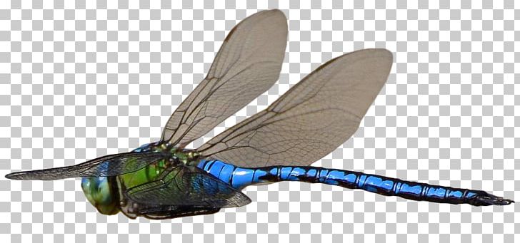 Insect Dragonfly Flight PNG, Clipart, Arthropod, Butterflies And Moths, Butterfly, Cliche, Desktop Wallpaper Free PNG Download