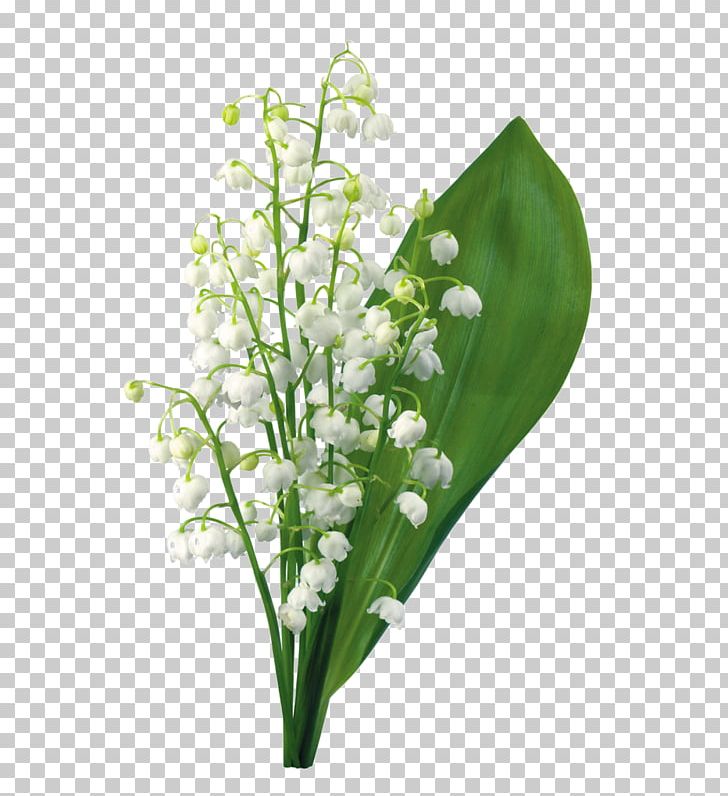 Lily Of The Valley Flower 1 May PNG, Clipart, Flower, Lily Of The Valley, May Lily Free PNG Download