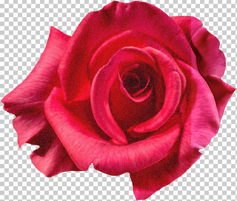 Garden Roses PNG, Clipart, Cabbage Rose, Floribunda, Flower, Garden, Garden Roses Free PNG Download