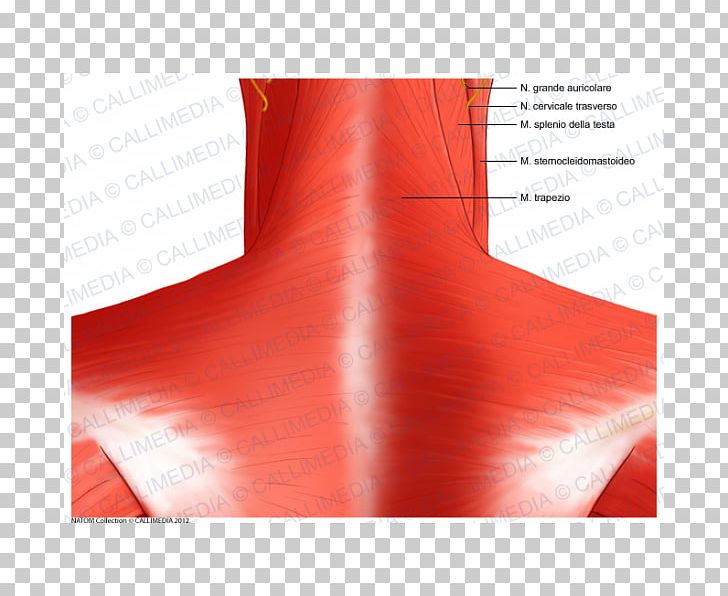 Brand Shoulder Angle PNG, Clipart, Angle, Art, Brand, Heat, Joint Free PNG Download
