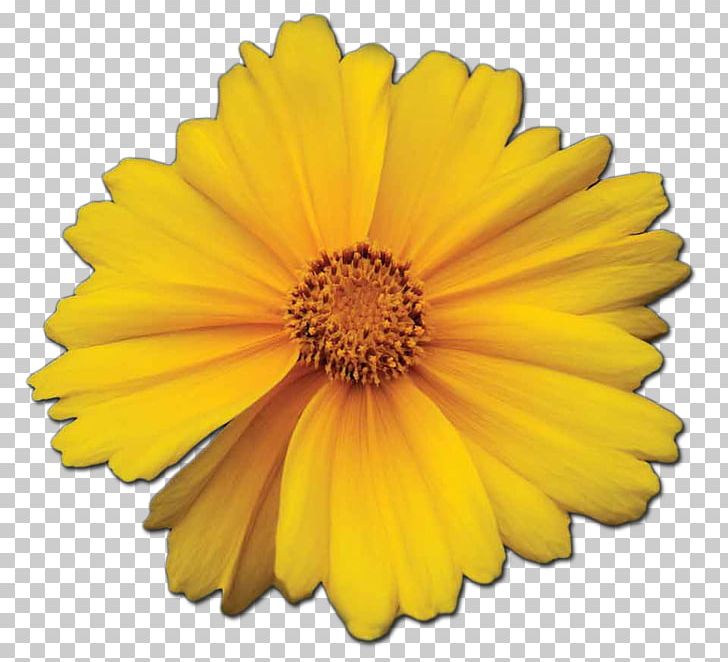 Calendula Officinalis Mexican Marigold Stock Photography PNG, Clipart, Calendula, Calendula Officinalis, Chrysanths, Color, Common Sunflower Free PNG Download
