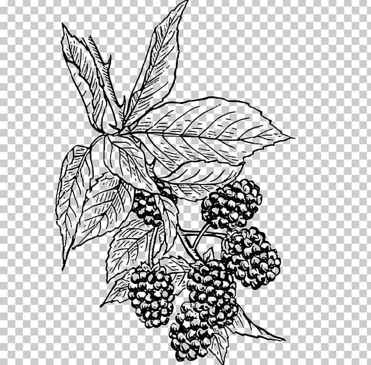 BlackBerry KEY2 BlackBerry Torch PNG, Clipart, Artwork, Black And White, Blackberry, Branch, Fictional Character Free PNG Download