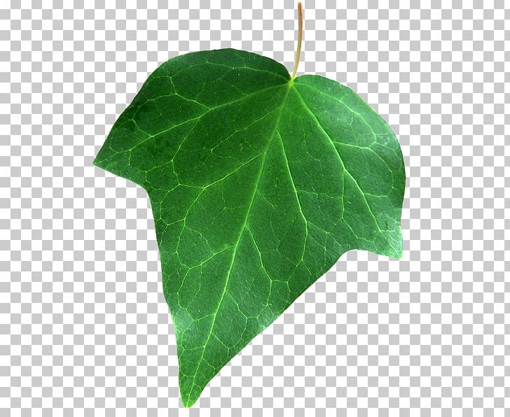 Leaf PNG, Clipart, Adobe Systems, Autumn Leaf Color, Download, Ivy, Ivy Family Free PNG Download