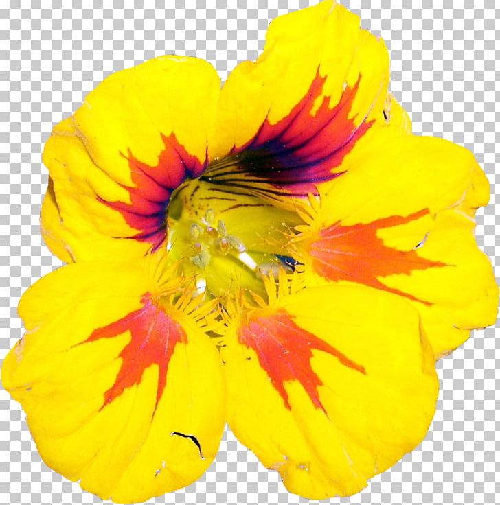 Tropaeolum Majus Flower Yellow Plant Codariocalyx Motorius PNG, Clipart, Anemone, Anemone Ranunculoides, Annual Plant, Codariocalyx Motorius, Color Free PNG Download