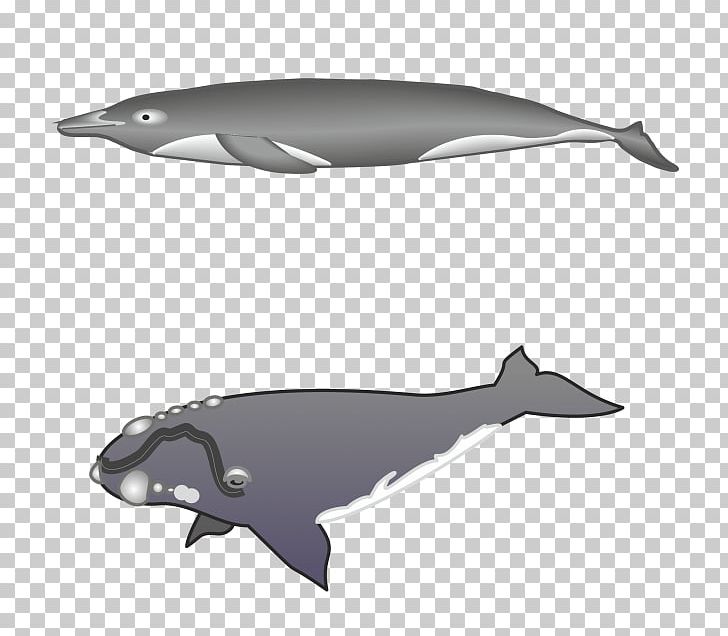 Tucuxi Rough-toothed Dolphin Common Bottlenose Dolphin Whale White-beaked Dolphin PNG, Clipart, Animals, Automotive Design, Cetacea, Common Bottlenose Dolphin, Fauna Free PNG Download