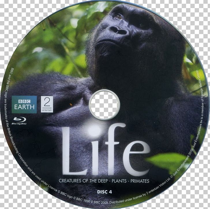 BBC Earth Gorilla DVD Retail PNG, Clipart, Bbc, Bbc Earth, Blu, Blu Ray, Download Free PNG Download