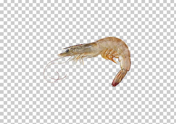 Caridea Giant Tiger Prawn Whiteleg Shrimp Seafood PNG, Clipart, Animals, Animal Source Foods, Crustacean, Decapoda, Fauna Free PNG Download