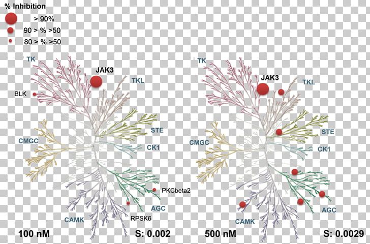 Pine Family Kinome Janus Kinase Enzyme Inhibitor PNG, Clipart, Branch, Christmas Ornament, Conifer, Enzyme, Enzyme Inhibitor Free PNG Download