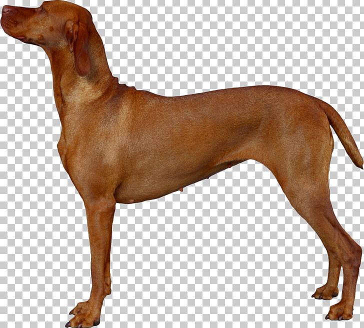 Vizsla Redbone Coonhound Rhodesian Ridgeback Azawakh Dog Breed PNG, Clipart, Accessoires Dog, Azawakh, Breed, Carnivoran, Chesapeake Bay Retriever Free PNG Download
