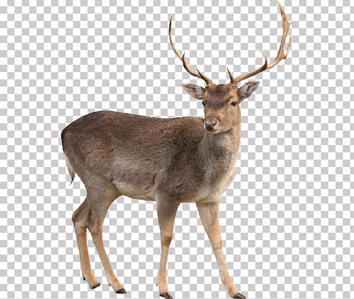 White-tailed Deer Moose PNG, Clipart, Animals, Antler, Deer, Download, Elk Free PNG Download