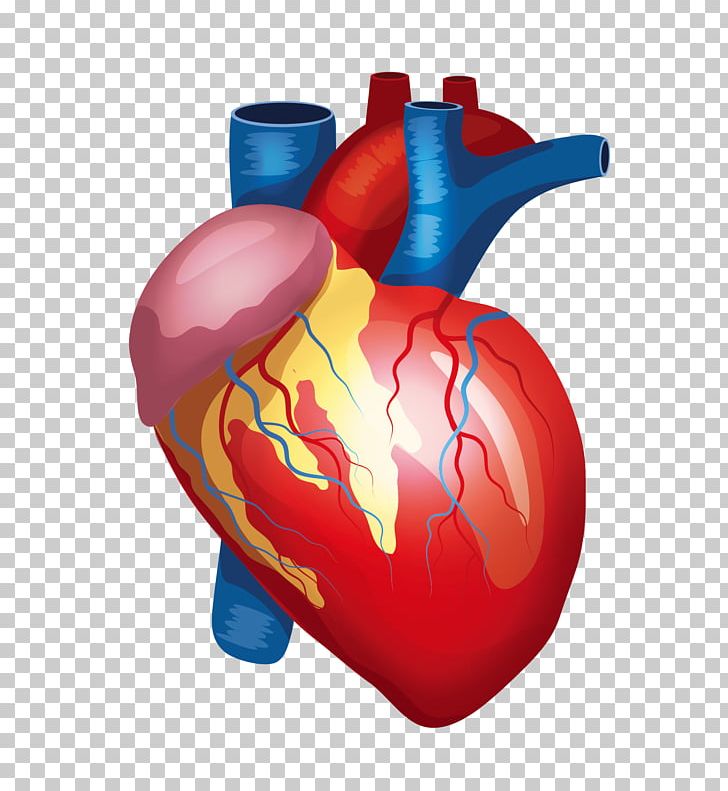 Heart Liver Kidney Human Body Organ PNG, Clipart, Artery, Blood Vessel, Body  Parts, Cartoon, Cartoon Pattern