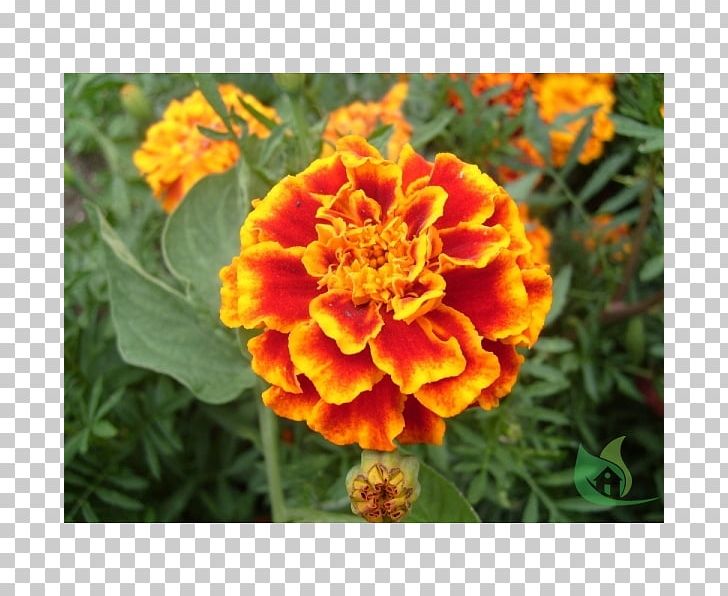 Mexican Marigold Flower Seed Plant Dahlia PNG, Clipart, Annual Plant, Calendula, Common Dandelion, Dahlia, Flower Free PNG Download