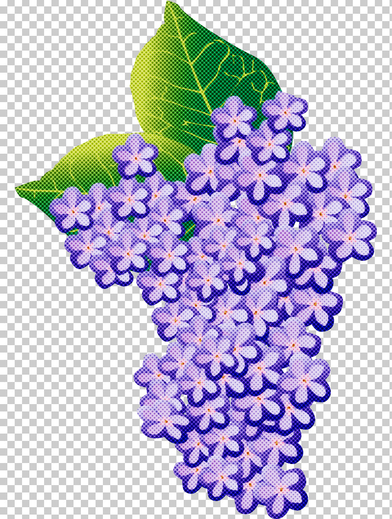 Hydrangea Summer Flower PNG, Clipart, Floral Design, Flower, French Hydrangea, Grape Leaves, Hydrangea Free PNG Download