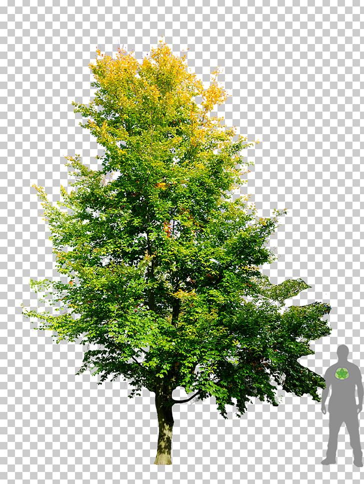 European Beech Tree Shadbush Sweetgum PNG, Clipart, Beech, Branch, Conifer, European Beech, European Hornbeam Free PNG Download