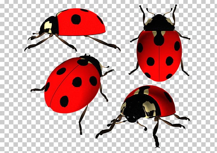 Ladybird Beetle PNG, Clipart, Arthropod, Artwork, Beetle, Computer Icons, Download Free PNG Download