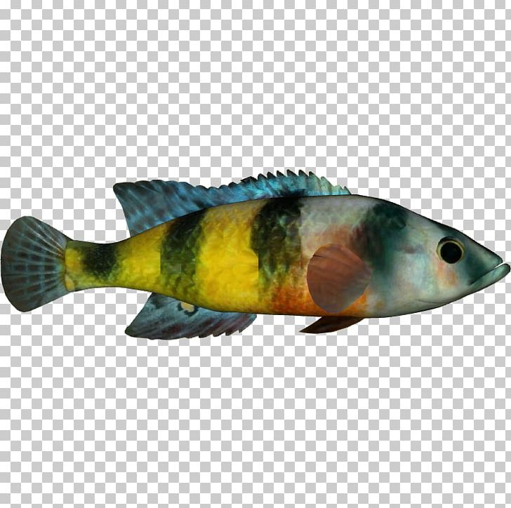 Perch Fauna Marine Biology Fish PNG, Clipart, Biology, Bony Fish, Fauna, Fin, Fish Free PNG Download