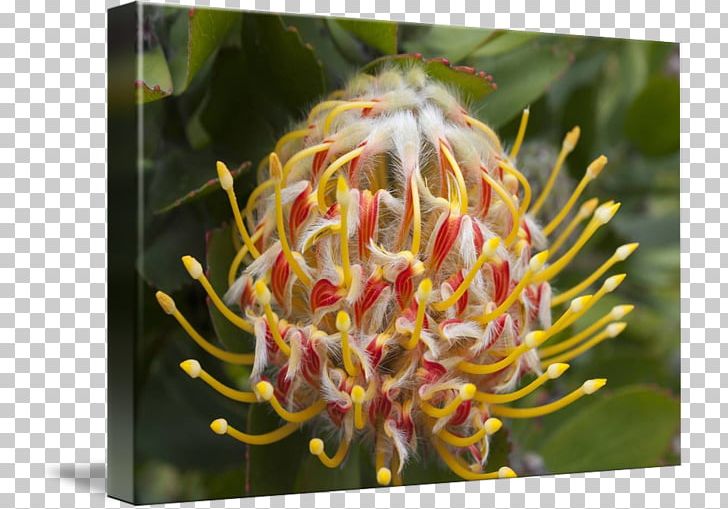 Sugarbushes Spider Flower Close-up PNG, Clipart, Closeup, Flora, Flower, Flowering Plant, Grevillea Free PNG Download