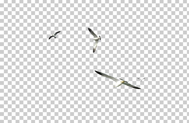 Water Bird Bird Migration Seabird PhotoScape PNG, Clipart, Animal, Animal Migration, Animals, Beak, Bird Free PNG Download