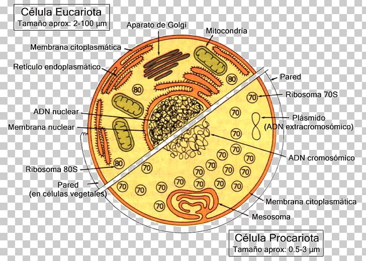Celulă Eucariotă Cellula Procariote Unicellular Organism Prokaryote PNG, Clipart, Anatomy, Bacteria, Biology, Bluegreen Bacteria, Cell Free PNG Download