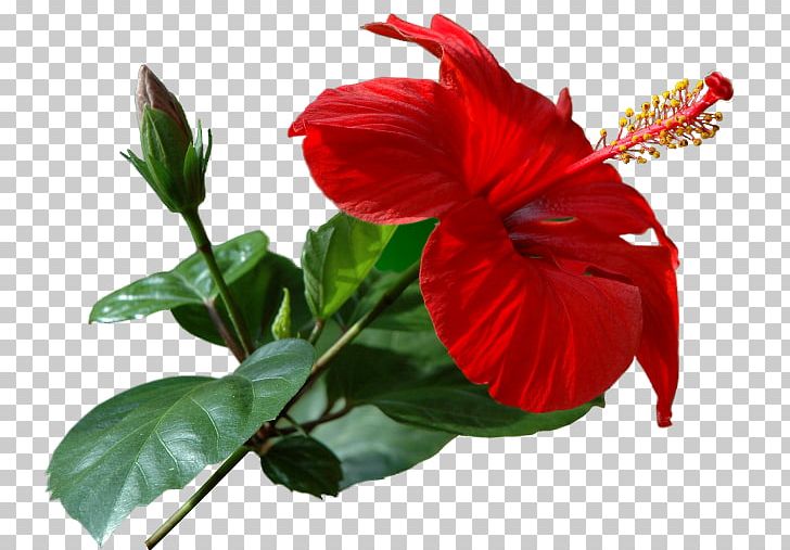 Flower Shoeblackplant PNG, Clipart, 2016, Annual Plant, Aspidistra, Azalea, Begonia Free PNG Download