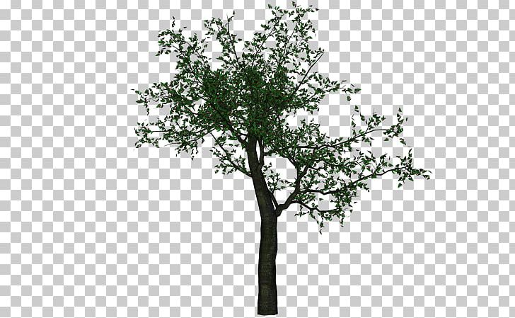 Twig Portable Network Graphics Adobe Photoshop Tree Computer File PNG, Clipart, Branch, Download, Oak, Plant, Plants Free PNG Download