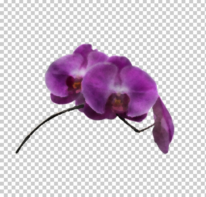 Violet Purple Flower Moth Orchid Petal PNG, Clipart, Flower, Magenta, Moth Orchid, Petal, Pink Free PNG Download
