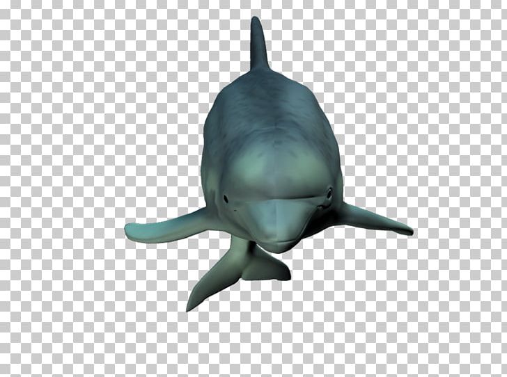 Common Bottlenose Dolphin Tucuxi Cetacea PNG, Clipart, Aquatic Animal, Bottlenose Dolphin, Cetacea, Common Bottlenose Dolphin, Desktop Wallpaper Free PNG Download