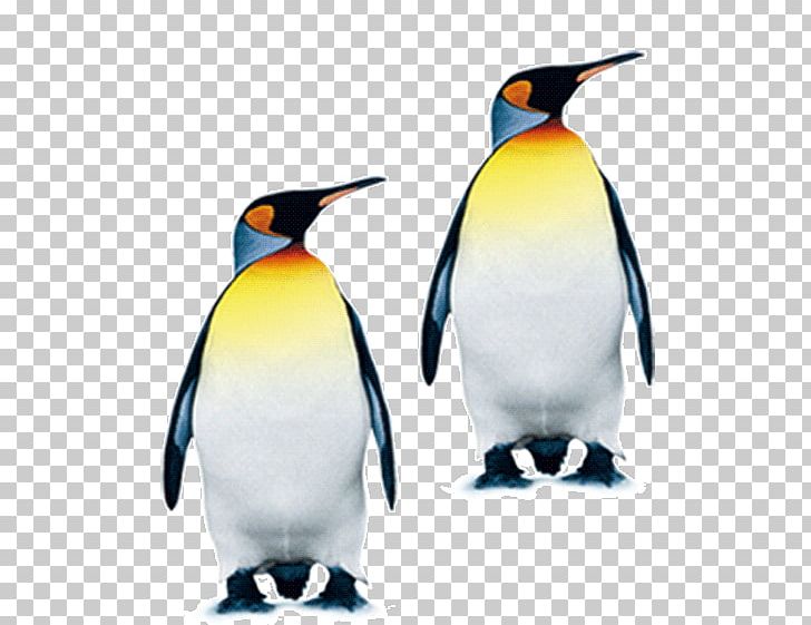 South Pole King Penguin PNG, Clipart, Animals, Antarctica, Beak, Bird, Cartoon Penguin Free PNG Download