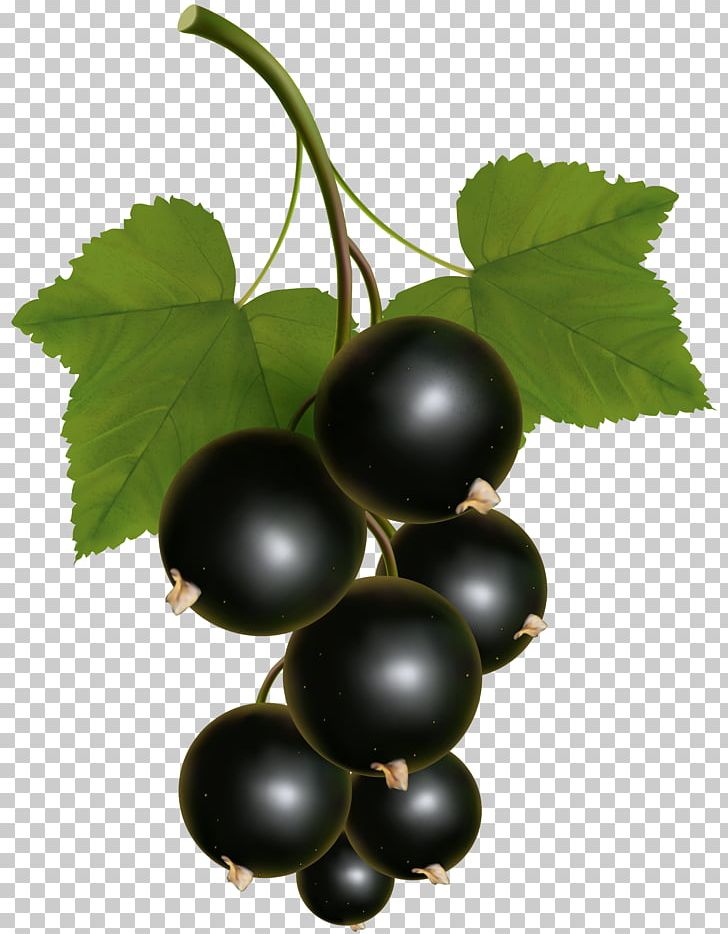 Zante Currant Redcurrant Blackcurrant White Currant PNG, Clipart, Amazon Grape, Berry, Blackcurrant, Cherry, Chokeberry Free PNG Download