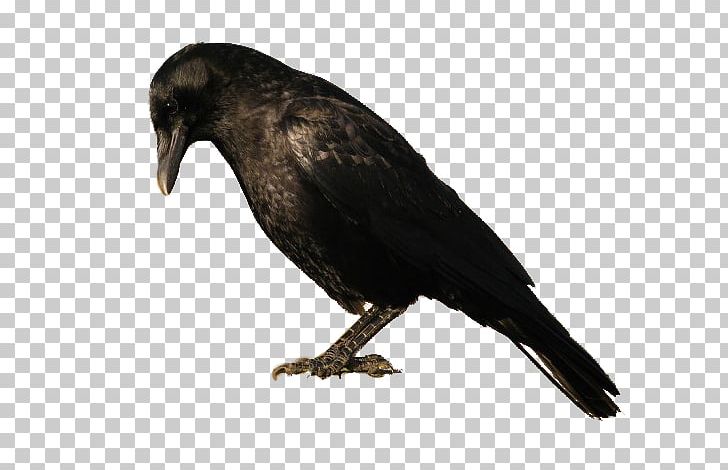 American Crow New Caledonian Crow Rook Bird PNG, Clipart, American Crow, Animals, Beak, Bird, Bird Flight Free PNG Download
