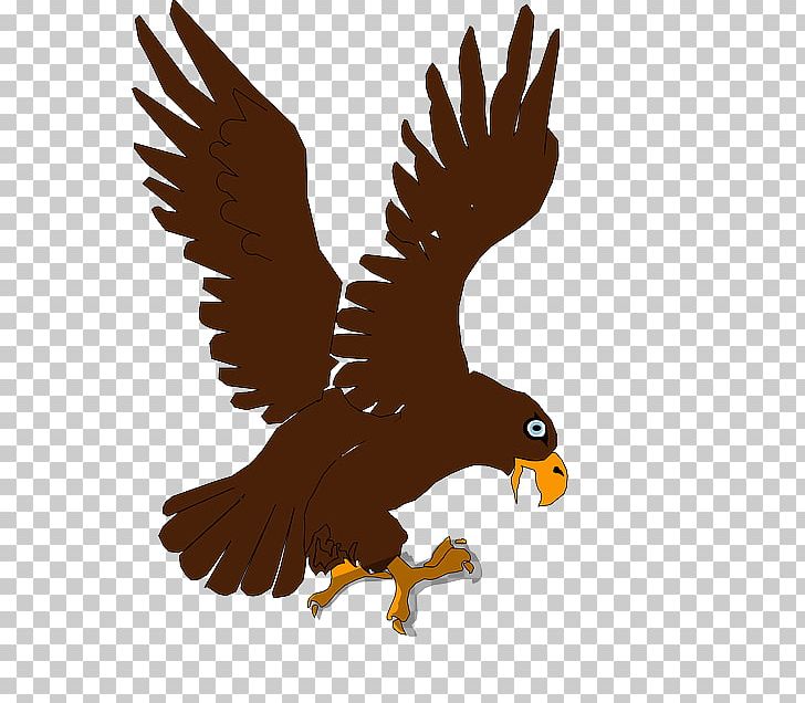 Bald Eagle Bird Of Prey PNG, Clipart, Bald Eagle, Beak, Bird, Bird Of Prey, Blackandwhite Hawkeagle Free PNG Download