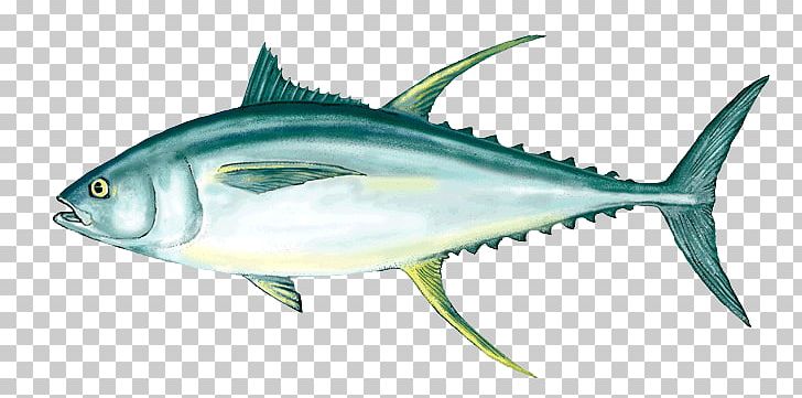 Yellowfin Tuna Fishing Fish As Food Poke PNG, Clipart, Animals, Bony Fish, Fauna, Fish Products, Food Free PNG Download
