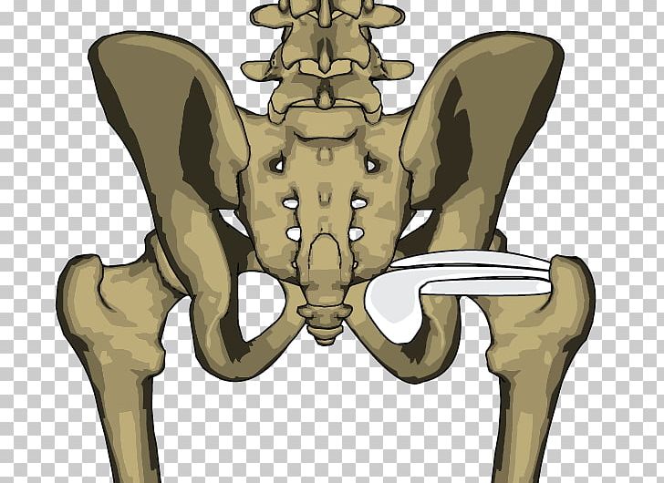 Bone Internal Obturator Muscle Levator Scapulae Muscle Pelvis PNG, Clipart, Bone, Deltoid Muscle, External Obturator Muscle, Hip, Iliopsoas Free PNG Download