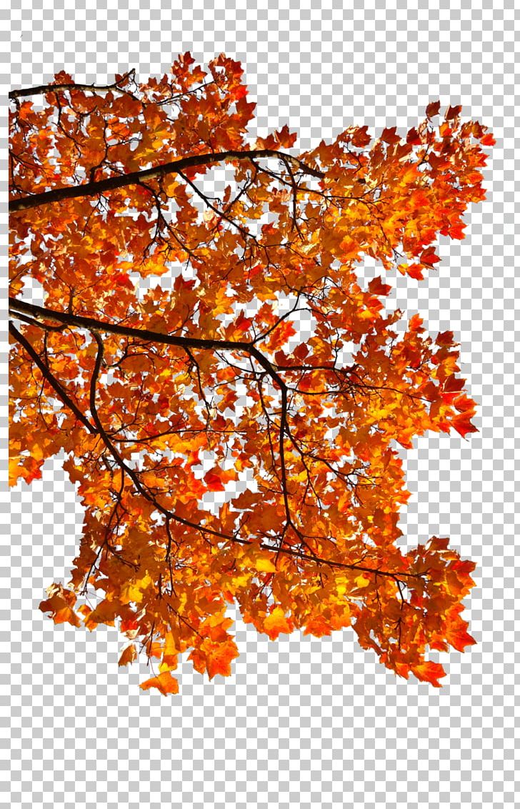 Maple Leaf Autumn Android PNG, Clipart, Android, Autumn, Autumn Leaf Color, Autumn Leaves, Autumn Tree Free PNG Download