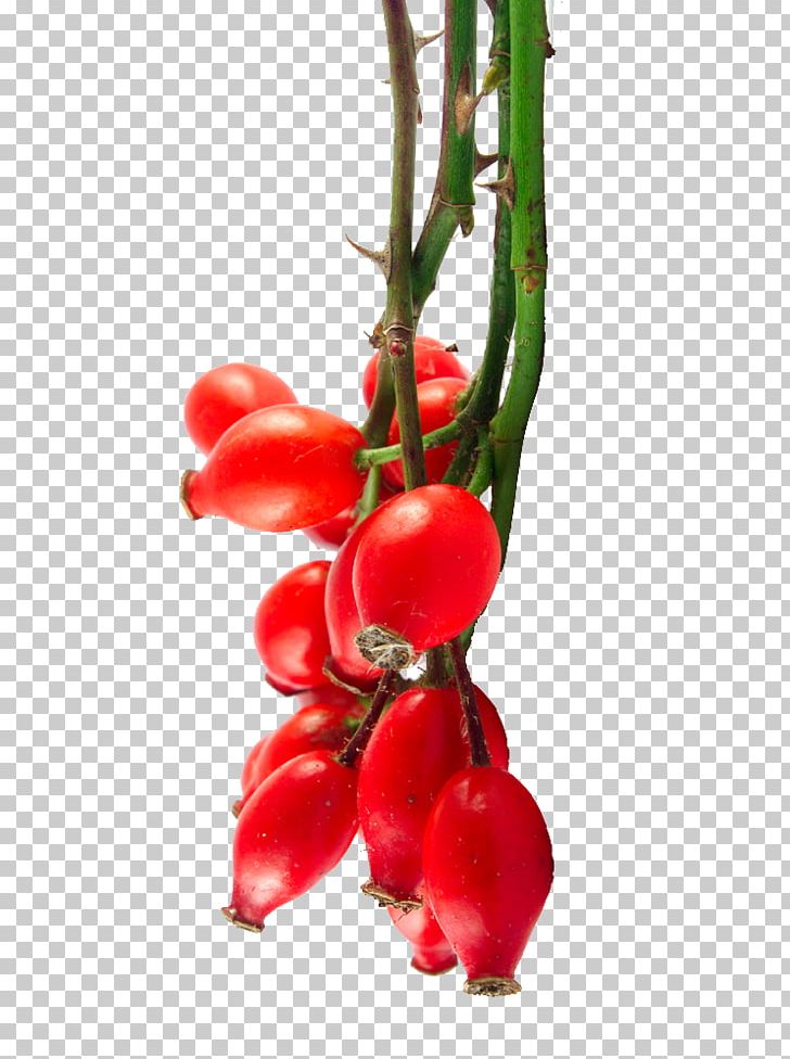 Rose Hip Seed Oil Bush Tomato Organic Food PNG, Clipart, Aquifoliales, Berry, Branch, Bush Tomato, Food Free PNG Download