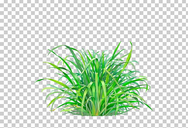 Tea Cymbopogon Citratus Herb Lemon Oil PNG, Clipart, Aquarium Decor, Aquatic Plant, Citral, Commodity, Cymbopogon Citratus Free PNG Download