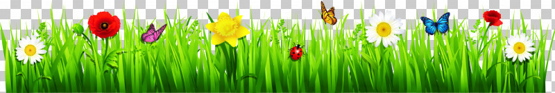 Ladybug PNG, Clipart, Grass, Grass Family, Green, Ladybug, Leaf Free PNG Download