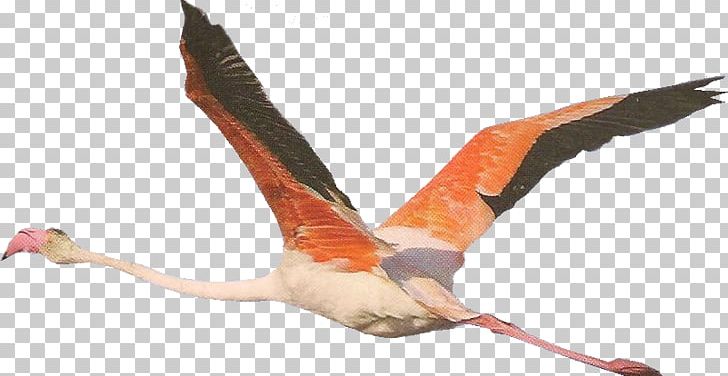 Greater Flamingo Beak Bird PNG, Clipart, Anime, Beak, Bird, Blog, Centerblog Free PNG Download