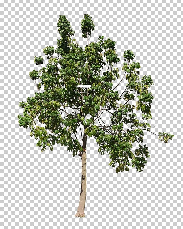 Trichilia Emetica Twig Tree Landscape Architect PNG, Clipart, Architect, Branch, Common Name, Cottonwood, Embryophyta Free PNG Download