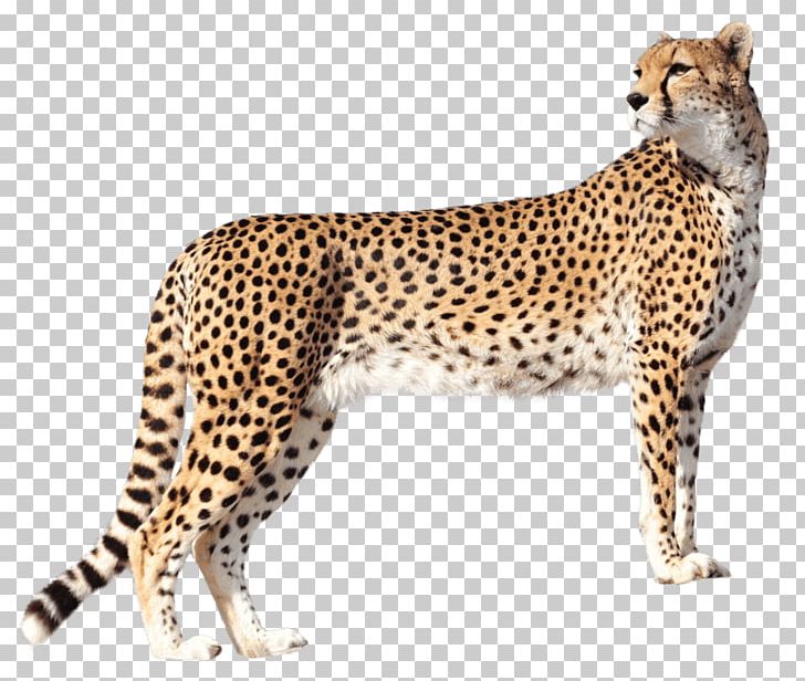 Cheetah Felidae Leopard PNG, Clipart, Animal, Animal Figure, Animals, Big Cat, Big Cats Free PNG Download