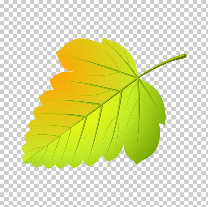 Maple Leaf Abscission Tree Viburnum PNG, Clipart, Abscission, Alder, Birch, Drawing, Flower Free PNG Download