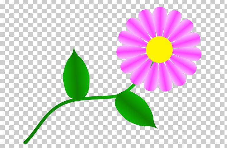 Transvaal Daisy Common Daisy Free Content PNG, Clipart, Color, Common Daisy, Daisy Family, Daisy Images, Drawing Free PNG Download