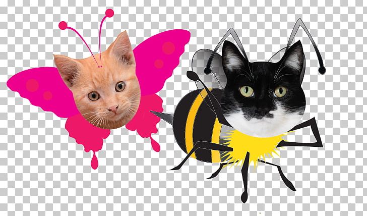 Whiskers Kitten Cat Waffle Snout PNG, Clipart, Carnivoran, Cat, Cat Like Mammal, December, Kitten Free PNG Download
