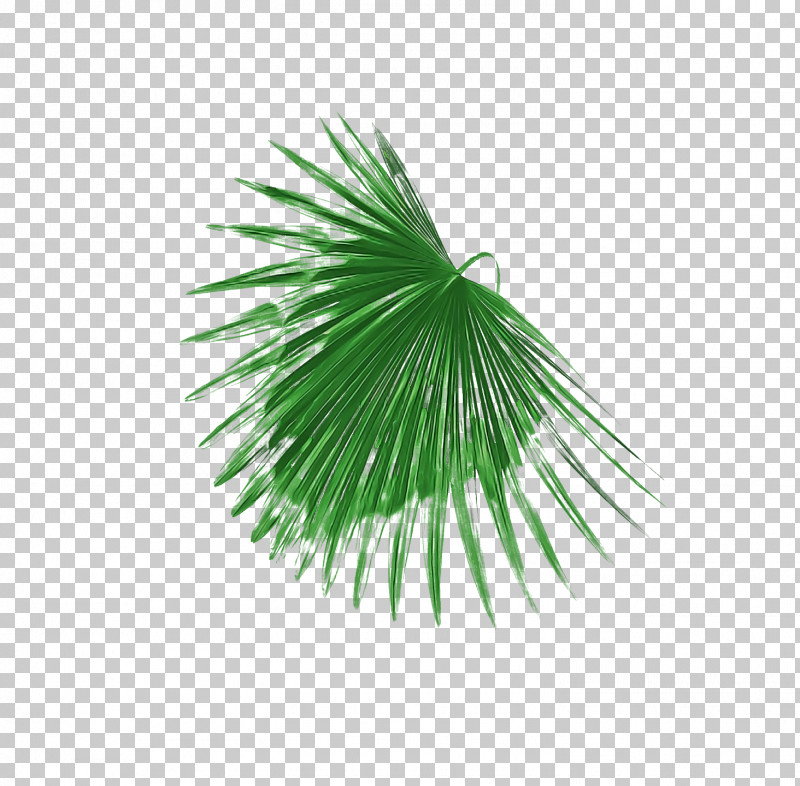 Palm Trees PNG, Clipart, Cartoon, Drawing, Leaf, Line Art, Logo Free PNG Download