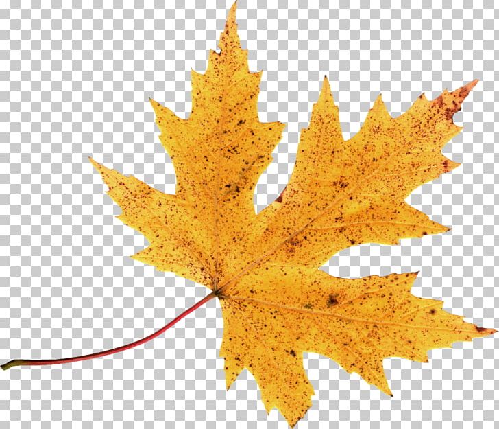 Autumn Leaf Color PNG, Clipart, Autumn, Autumn Leaf Color, Brush, Graphic Design, Leaf Free PNG Download