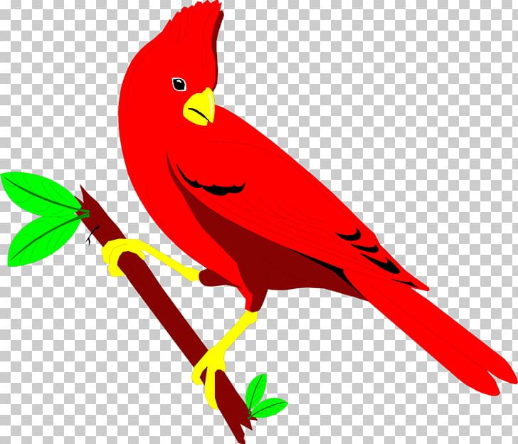 St. Louis Cardinals Northern Cardinal Bird PNG, Clipart, Animals, Arizona Cardinals, Artwork, Beak, Bird Free PNG Download