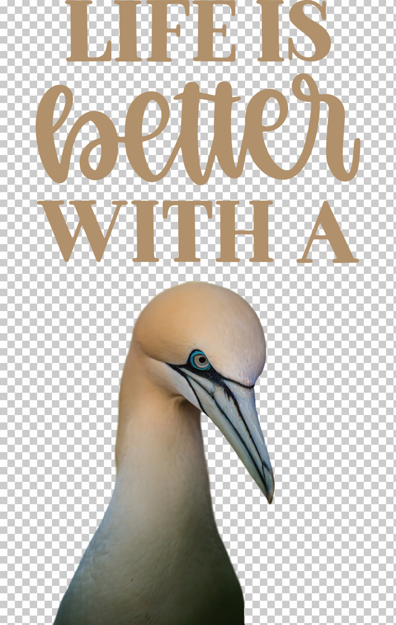 Life Better PNG, Clipart, Beak, Better, Biology, Birds, Gannets Free PNG Download