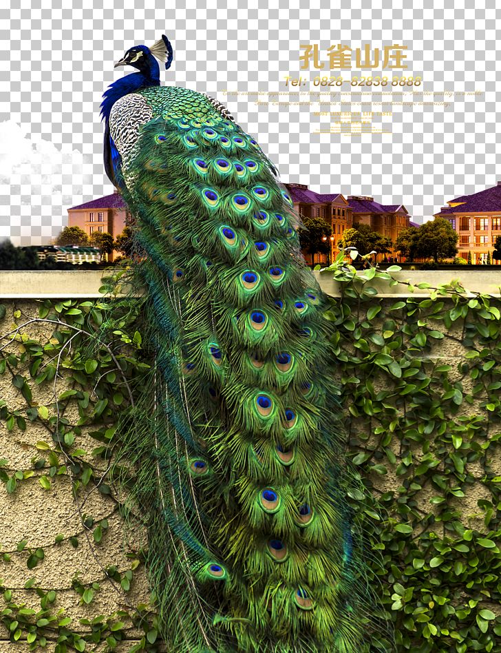 Advertising Poster Real Property Real Estate Peafowl PNG, Clipart, Aliexpress, Animals, Decal, Decorative Arts, Estate Free PNG Download
